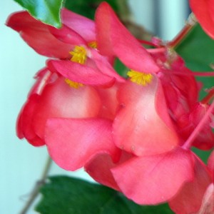 Begonia Sierplanten