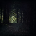 Dark woods