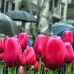 Tulpen straat regen thumb